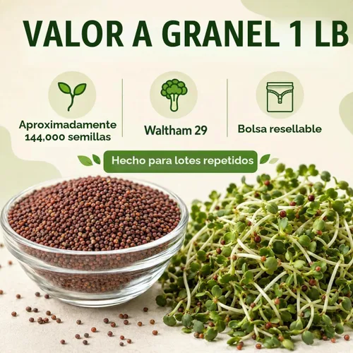 Vista 2 de Gardeners Basics Semillas de brócoli para germinar, semillas microverdes a