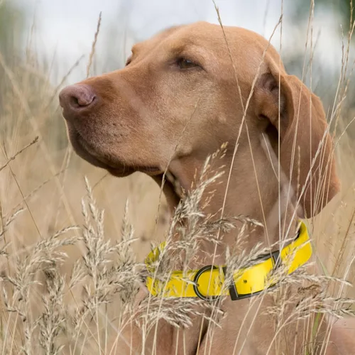 Vista 19 de Dogline Biothane - Collar impermeable para perro con hebilla de liberación rápida, resistente cincha de nailon recubierta con resistente y a prueba