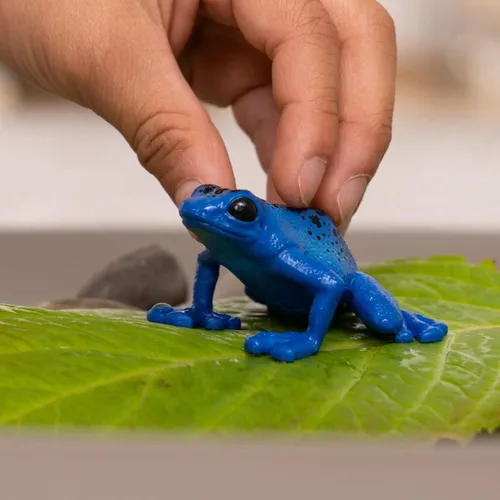 Vista 2 de Schleich Wild Life - Juguetes de selva tropical de animales salvajes para niños, juguete de rana de dardos venenosos, azul, edades 3+
