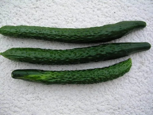 Vista 3 de Semillas de pepino japonesas largas sin eructos, verde Sooyow Nishiki sin OMG (10 semillas)