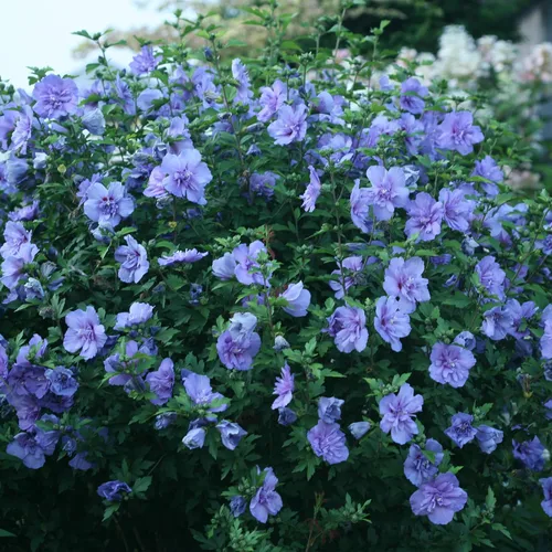 Vista 3 de s 2 Gal. Rosa de gasa azul de Sharon (Hibisco) Arbusto