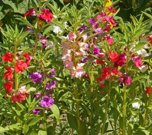 Vista 2 de Semillas Balsam Camellia Flowered Mix - Impatiens balsamina - Flores anuales para plantar - Sin OGM
