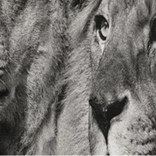 Vista 2 de Juego de ropa de cama tamaño King con estampado de animales en 3D, juego de funda de edredón de león y leones para parejas Leones04