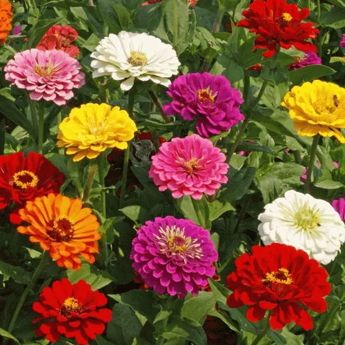 Vista 2 de Equisite Zinnia - Más de 100 semillas de colores brillantes y nítidos