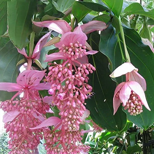 Vista 2 de Nuevas semillas frescas de plantas de medinilla rosa 50pcs Generic