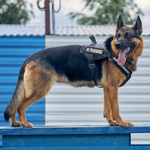Vista 6 de Paquete de 25 parches tácticos para perros de servicio, parches de arnés para bordar, no mascotas, parches en entrenamiento de bandera