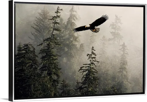 Vista 15 de CANVAS ON DEMAND Lienzo decorativo para pared, diseño de águila calva volando a través de brumoso Tongass Nat Forest Southeast Alaska por John Hyde