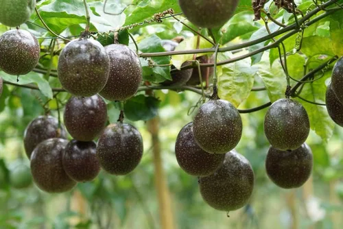 Vista 21 de Semillas de frutas para plantar - Semillas de frutas de jardín (caqui americano - 10 semillas)