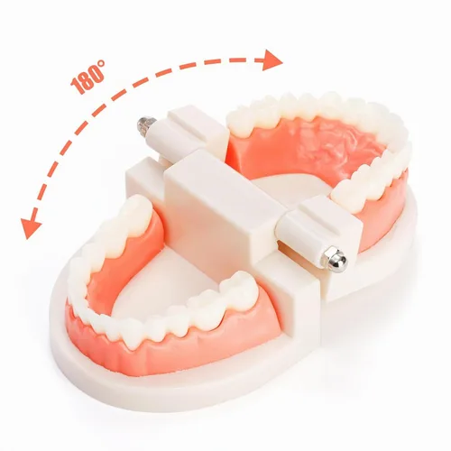 Vista 4 de ZENFUN Paquete de 6 modelos de dientes dentales, modelo de demostración dental para estudio, modelos de dientes estándar, modelo de boca