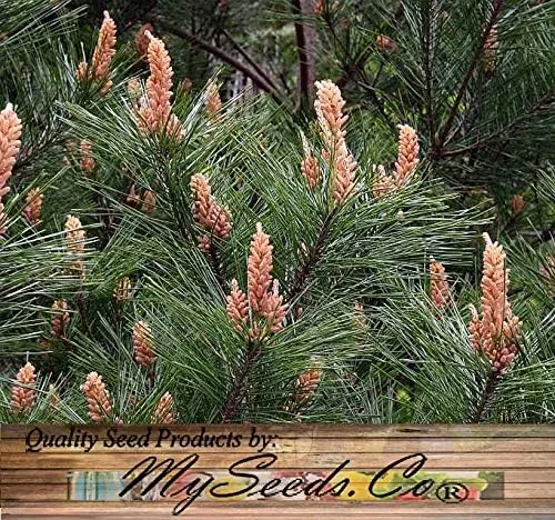 Vista 7 de Semillas para árbol de pino sin transgénicos de MySeeds.Co