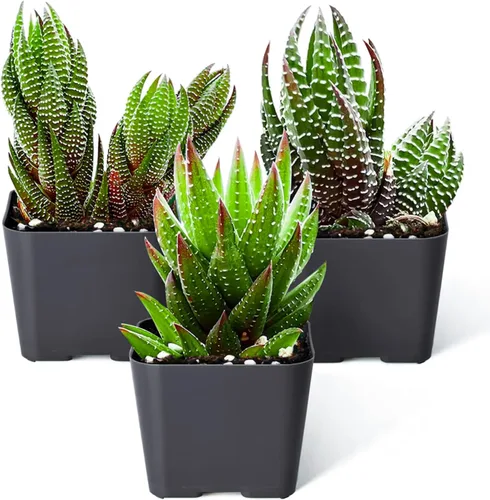 Vista 12 de Sprout N Green Colección de suculentas coloridas, 3 plantas suculentas vivas totalmente enraizadas en maceta de inicio de 2 pulgadas, decoración