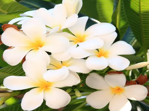 Vista 7 de Corte de plantas de plumeria blanca hawaiana ~ Grow Hawaii
