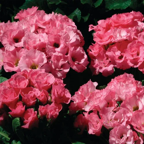 Vista 7 de Outsidepride 10 semillas anuales Primula común Primrose Primlet Pink Shades Semillas de flores para plantar