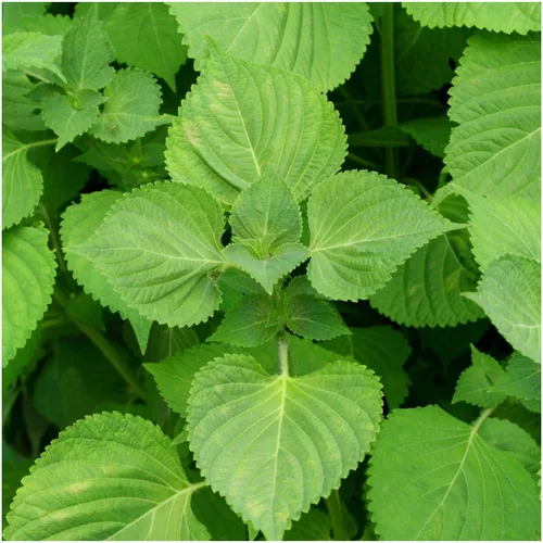 Vista 3 de 100 semillas de perilla verde SHISO – Planta BEEFSTEAK hierba