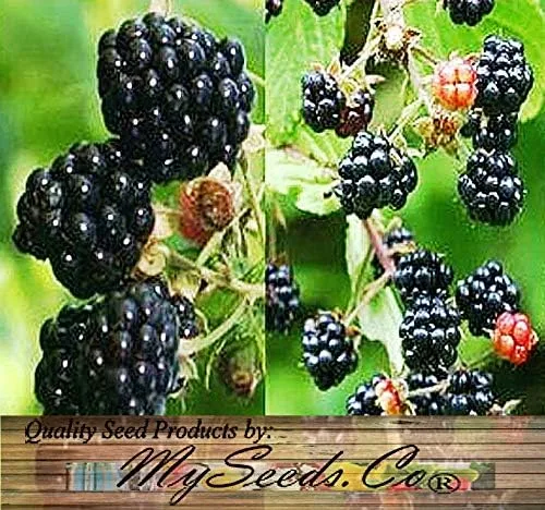 Vista 7 de Big Pack - Fruta de mora, Rubus Allegheniensis, semillas - Semillas sin OMG (mora negra (1,000 semillas))