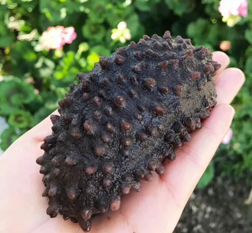 Vista 4 de DOL - Pepino de mar sudamericano de grado AAA, secado al sol, secado al sol, grado AAA, nutritivo totalmente natural y nutritivo (pequeño, 1 libra)