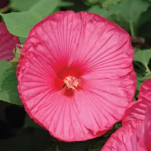 Vista 7 de Plantas de hibisco, planta viva de árbol de hibisco, un grupo de plantas de hibisco vivas, 6 a 8 pulgadas de alto, planta de flores perennes