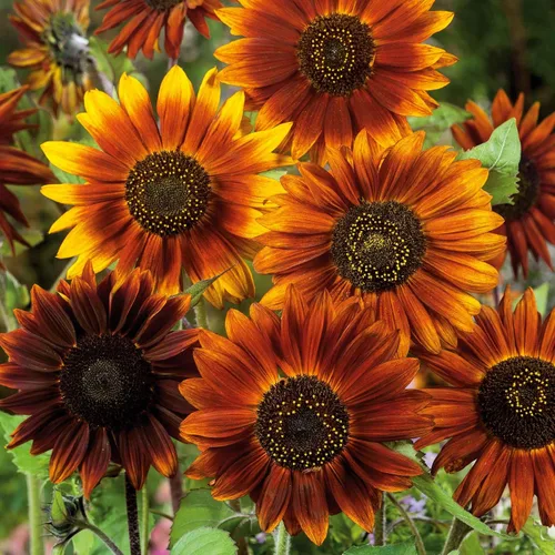 Vista 42 de Eden Brothers Semillas de girasol - Autumn Beauty