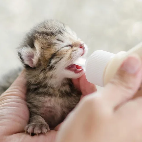 Vista 2 de VILLCASE 40 pezones para criador de mascotas: chupetes de repuesto de silicona suave para gatitos recién nacidos, cachorros, conejos y animales