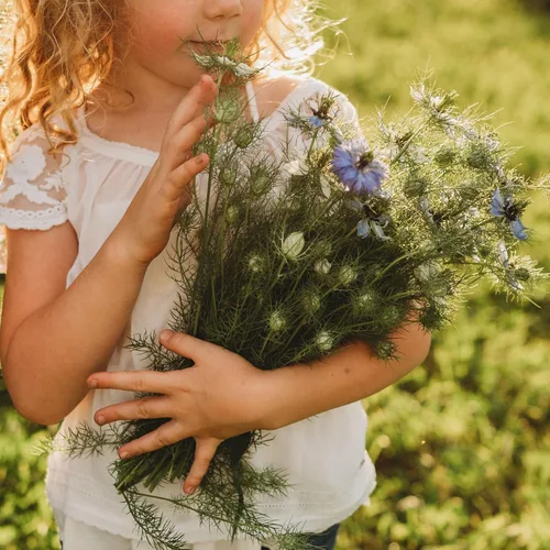 Vista 5 de Love-in-a-Mist - 250 semillas - Variedad de reliquia y polinizada abierta, semillas de flores aptas para polinizadores sin OMG para plantar al aire
