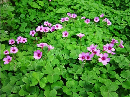 Vista 4 de Bulbos de trébol verde, 15 bulbos Oxalis de la suerte para plantar, fáciles de cultivar en interiores fuera de la elección del jardinero novato