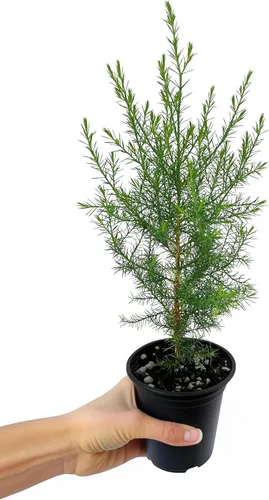 Vista 11 de Southern Red Cedar 1 Live Gallon Size Pot Juniperus Virginiana Silicicola Evergreen Privacy Trees Native Landscape Plants