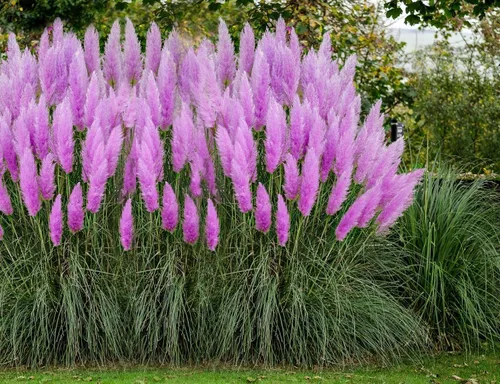 Vista 6 de Semillas de hierba anual ornamental de hierba de las pampas rosa para plantar