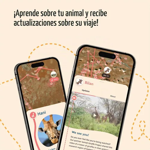 Vista 5 de Fahlo Pulsera de seguimiento de jirafa – Sigue el viaje de una jirafa real – Apoya la conservación de la vida silvestre – Elástica, talla única