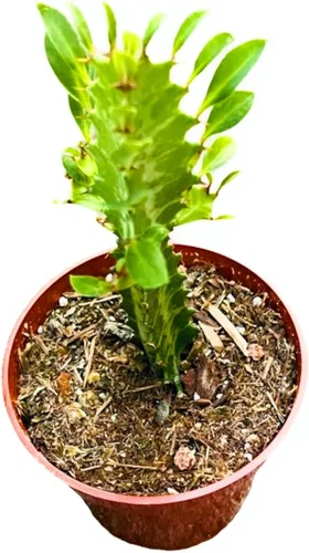 Vista 4 de Plantas suculentas de cactus vivos de USKC (2 "Pot Aloe Juvenna 'Tiger Tooth Aloe')