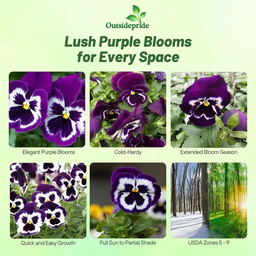 Vista 2 de Outsidepride Viva La Violet Viola - Semillas de pensamiento para plantar, 50 piezas. Flores bienales, resistentes al frío y aptas para polinizadores