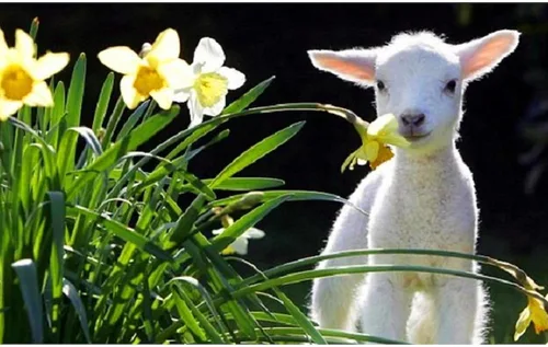 Vista 3 de CafePress EASTER LAMB AND FLOWERS - Taza de café de cerámica de 11 oz (11.0 fl oz)