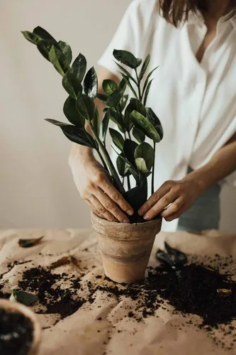 Vista 3 de Eleva tus plantas ZZ con la mezcla orgánica de tierra de Gardenera - Cultiva más saludable y más elegancia - 1 cuarto de galón