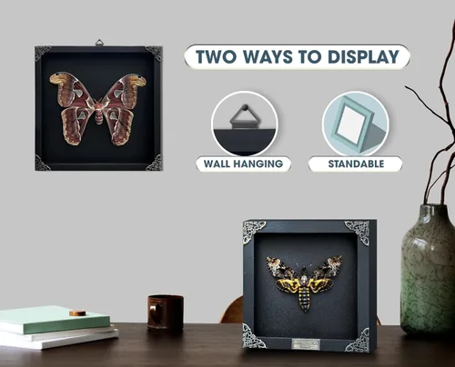 Vista 4 de 2 Real Dragonfly Specimens Shadow Box Framed Insect Display Oddities Curiosities Entomology Collection Natural History Wall Decor Gift for Nature