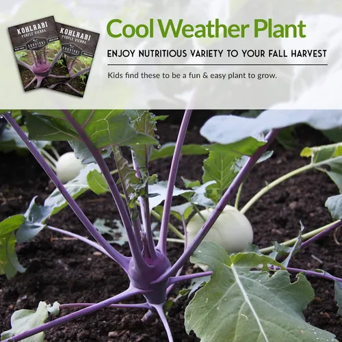 Vista 6 de Survival Garden Seeds - Semilla de colinabo púrpura de Viena para plantar - Paquete con instrucciones para plantar y cultivar verduras crucíferas
