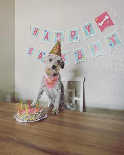 Vista 5 de Bandana de cumpleaños para perro, suministros de fiesta de cumpleaños para niñas, bandana para perros pequeños y medianos