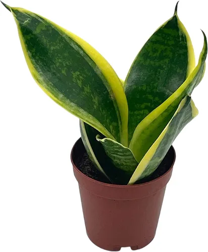 Vista 6 de BubbleBlooms Planta de serpiente varigada en una maceta de 2 pulgadas Sansevieria Dracaena trifasciata Tiny Mini Pixie Plant