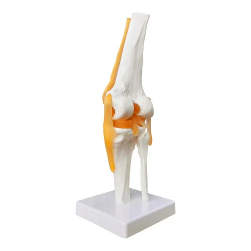 Vista 3 de EVOTECH SCIENTIFIC - Modelo de articulación de rodilla funcional humana con ligamento, tamaño real