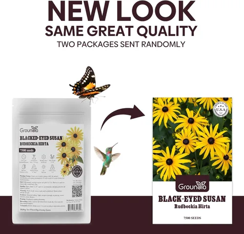 Vista 2 de Groundio Black Eyed Susan Seeds, más de 7500 semillas de flores perennes para plantar en interiores y exteriores, atraen polinizadores Sin OMG