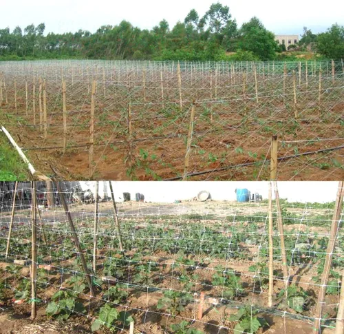 Vista 5 de Red de enrejado blanco de 4 x 100 pies, red de polipropileno resistente para plantas de trepado, verduras, frutas, flores