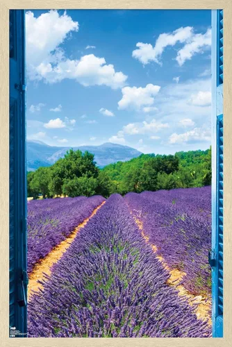 Vista 7 de Trends International Póster de pared de campo de lavanda, 14.725 x 22.375 pulgadas, versión enmarcada de madera de granero Versión enmarcada Barnwood