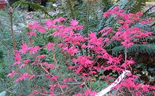 Vista 2 de Árbol de 3 años de arce japonés mejorado de Chishio