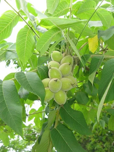Vista 2 de 4 semillas de árbol de corazón para plantar - Juglans ailantifolia Cordiformis