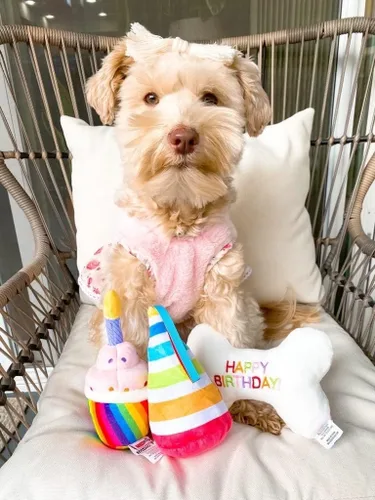 Vista 6 de TONBO Juguetes de peluche lindos y divertidos para perros (combo de fiesta de cumpleaños)