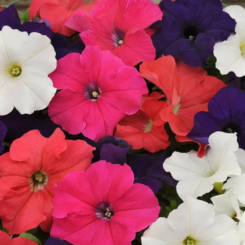 Vista 7 de Outsidepride Hybrida Mix Petunia Seeds - 5000 unidades. Semillas de flores anuales, compactas y versátiles para plantar flores vibrantes de bajo