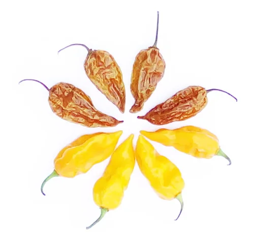 Vista 2 de Magic Plant 's Orange Datil - Cápsulas enteras secadas con datil fascinante y raro - Dulzura única y picante picante picante a diferencia de otros