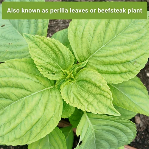 Vista 5 de Sow Right Seeds - Colección de semillas Shiso para plantar - Incluye verde y morado - Variedades tradicionales sin OMG - Hojas de perilla japonesas