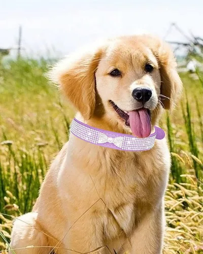 Vista 5 de Collar de perro para perros pequeños, collares ajustables de cuero de gamuza para perro, collar de perro rosa para gato, collar de perro con rosado4