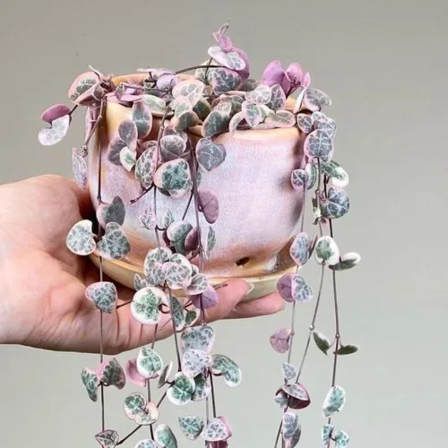 Vista 6 de Ceropegia Woodii Cadena de Corazones Variegada Planta Viva, Suculenta Trepadora, Planta de Interior Viva en Maceta