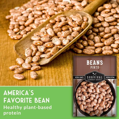 Vista 3 de Semillas de frijol Pinto para plantar, frijoles secos de reliquia, variedad de arbustos de alto rendimiento, cultivo alimenticio rico en proteínas