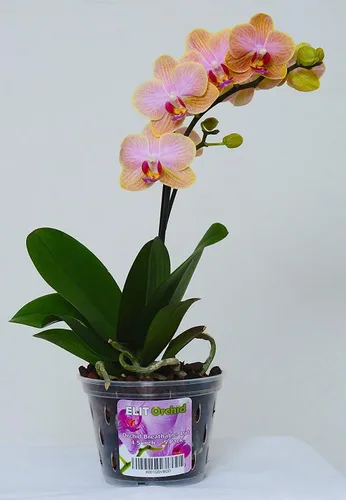 Vista 7 de Maceta para orquídeas con orificios, para interiores, de plástico transparente